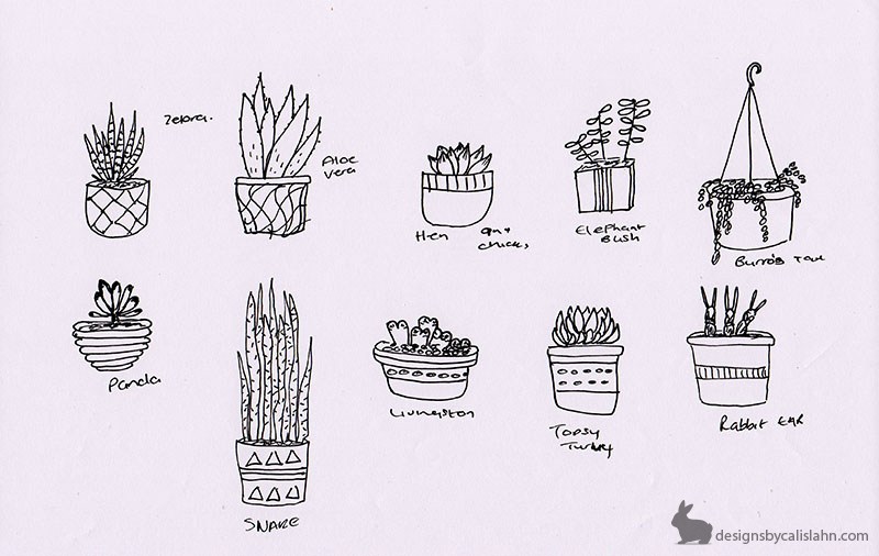 Succulent Sketch