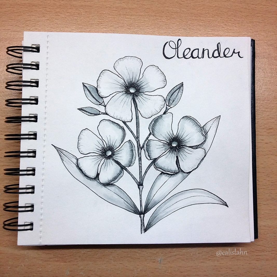 Bloomtober Day 2 - Oleander by Calislahn