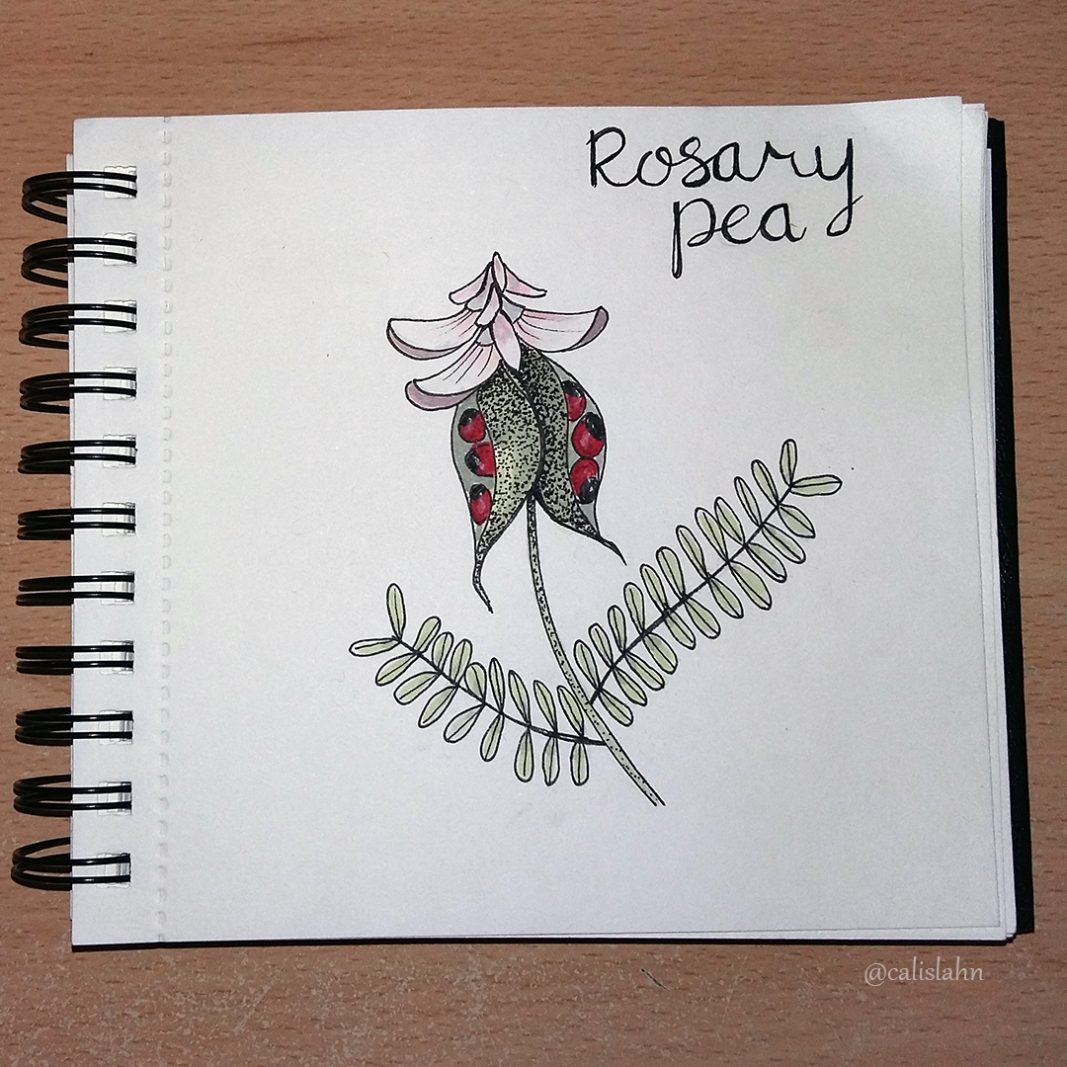 Bloomtober Day 3 - Rosary Pea by Calislahn