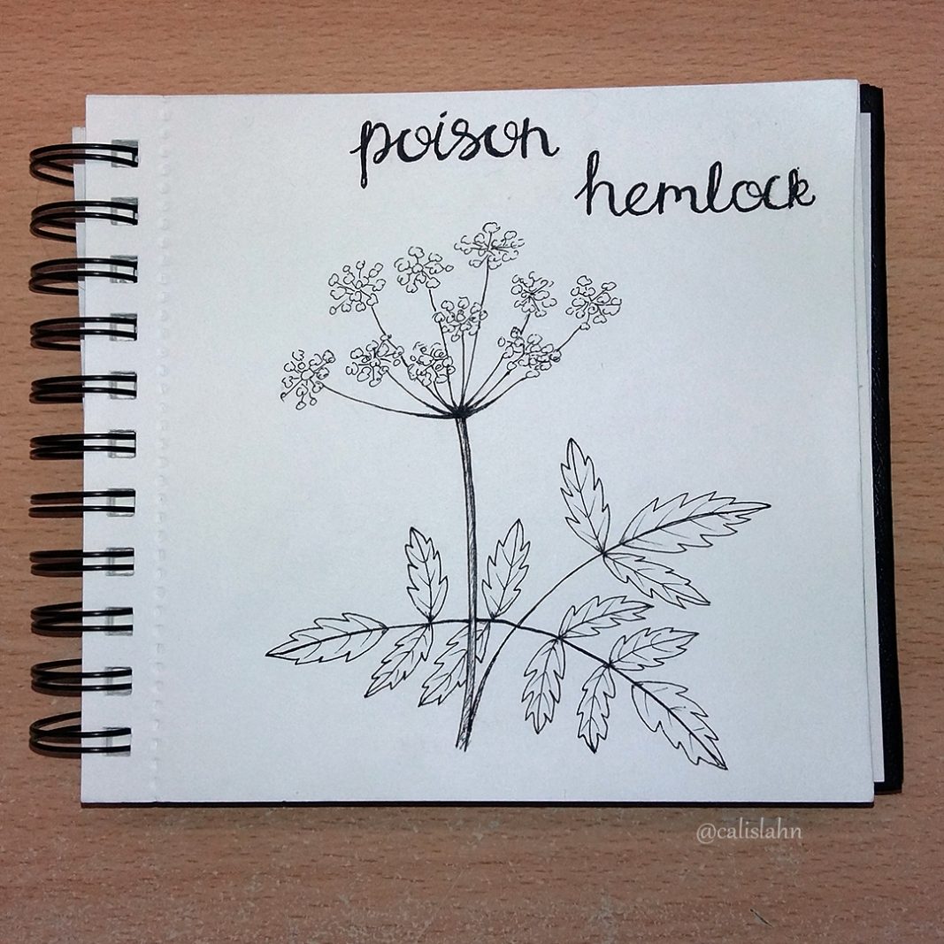 Bloomtober Day 6 - Poison Hemlock by Calislahn