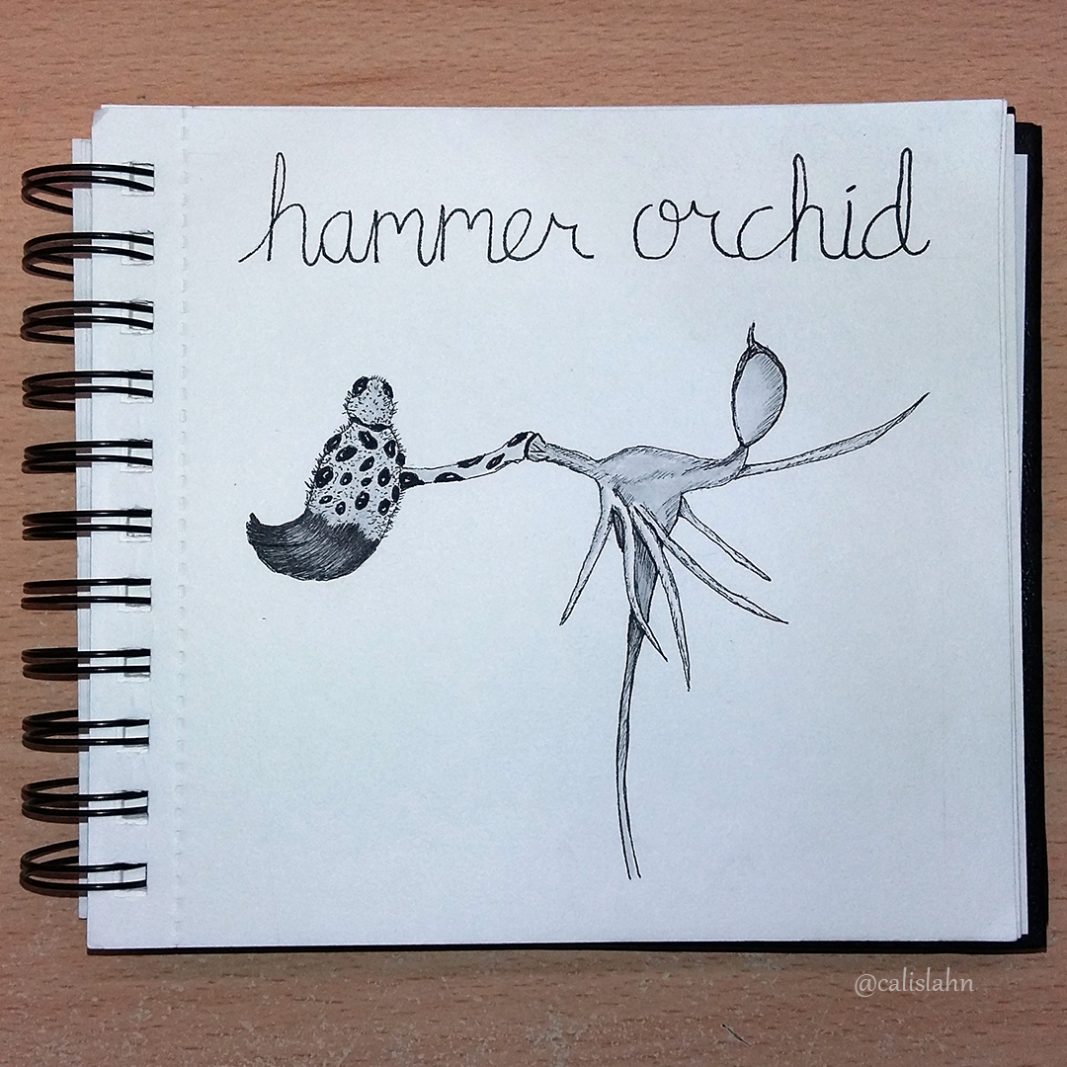 Bloomtober Day 8 - Hammer Orchid by Calislahn