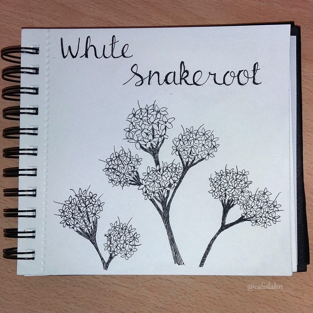 Bloomtober Day 13 - White Snakeroot by Calislahn