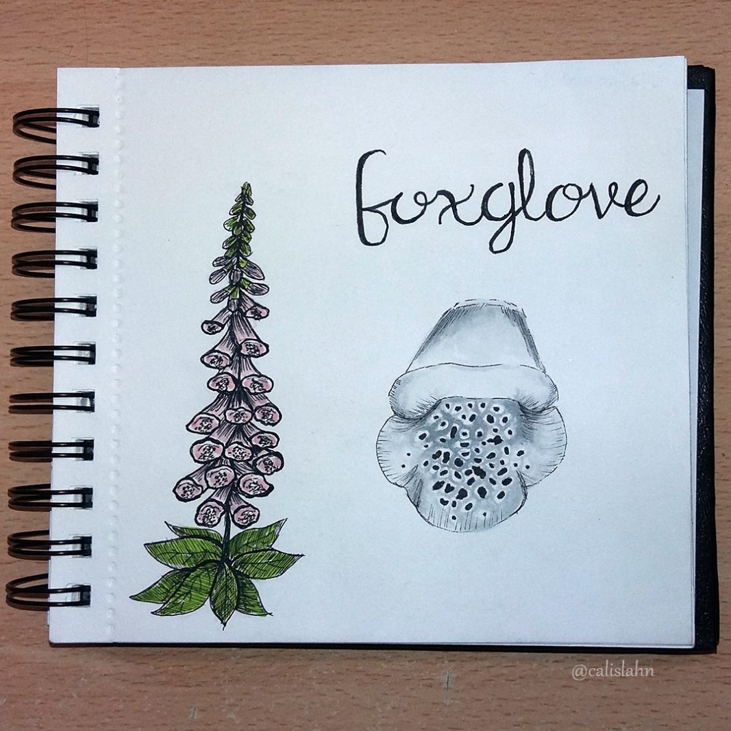 Bloomtober Day 17 - Foxglove by Calislahn