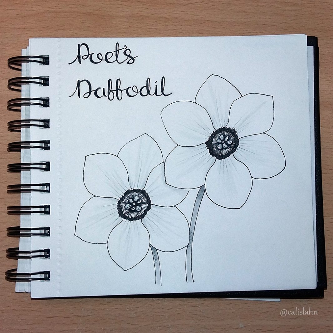 Bloomtober Day 18 - Poet's Daffodil by Calislahn