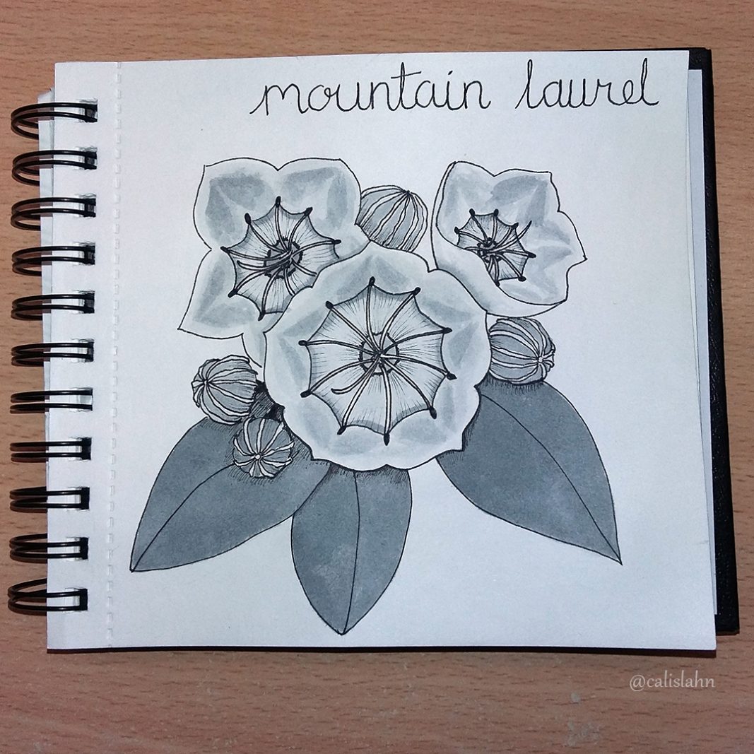 Bloomtober Day 22 - Mountain Laurel by Calislahn