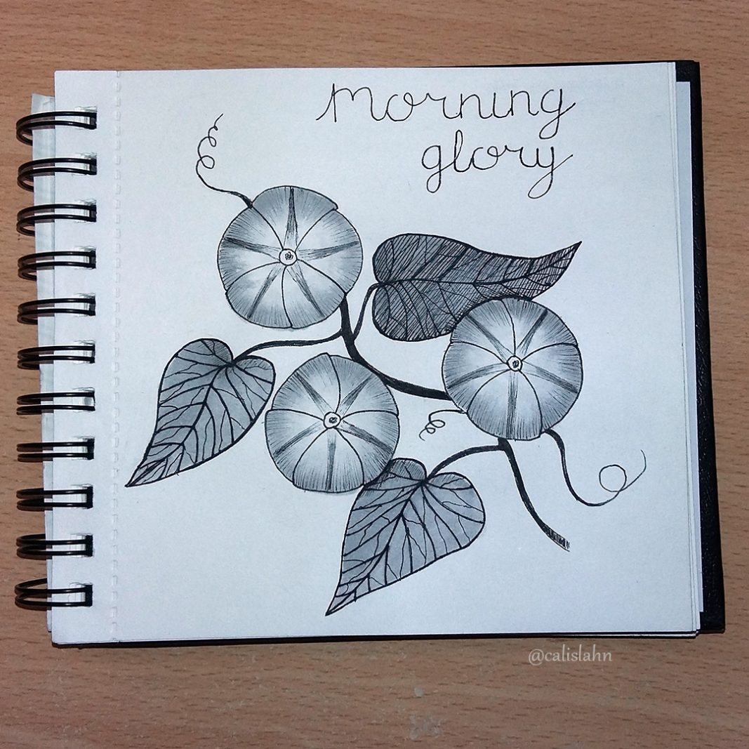 Bloomtober Day 23 - Morning Glory by Calislahn