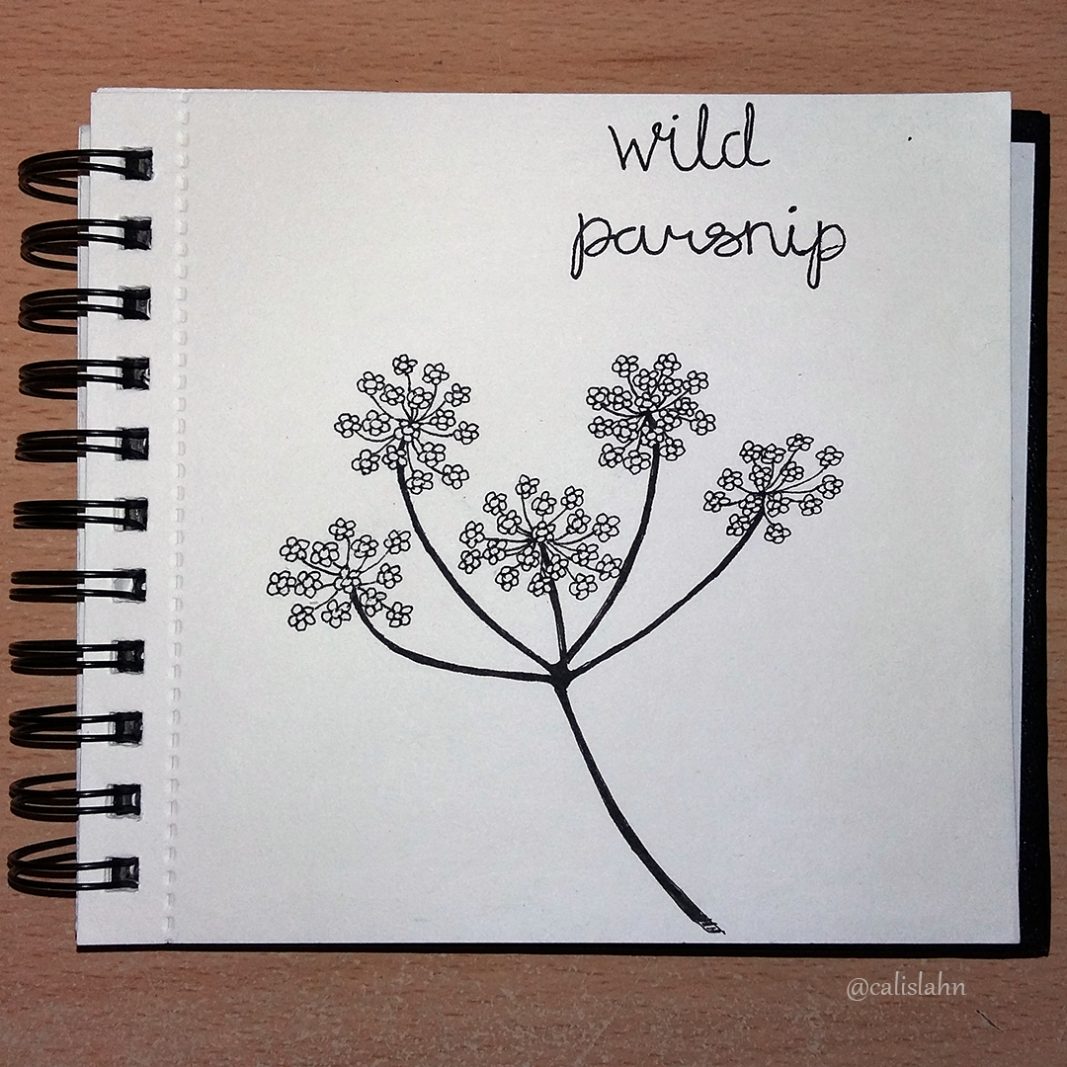 Bloomtober Day 25 - Wild Parsnip by Calislahn