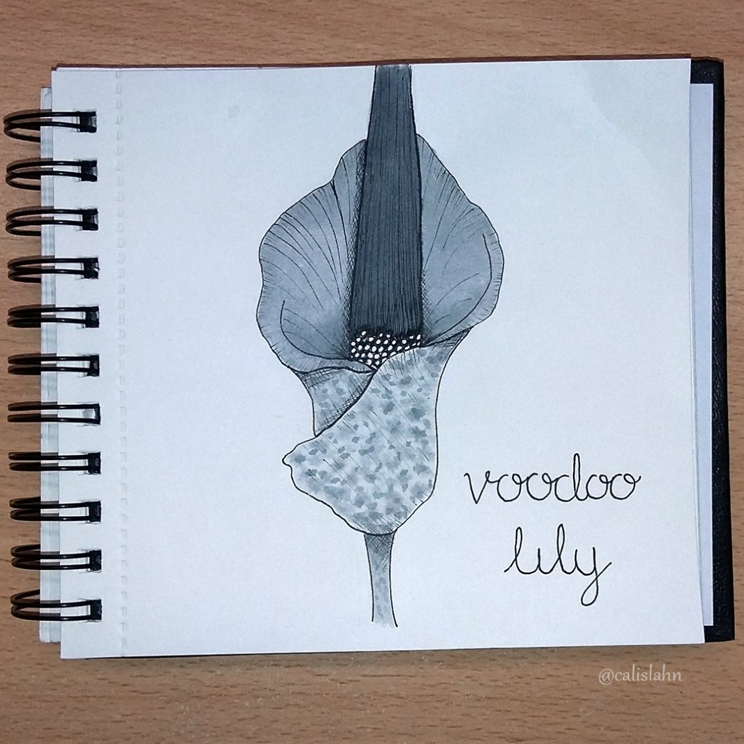Bloomtober Day 26 - Voodoo Lily by Calislahn