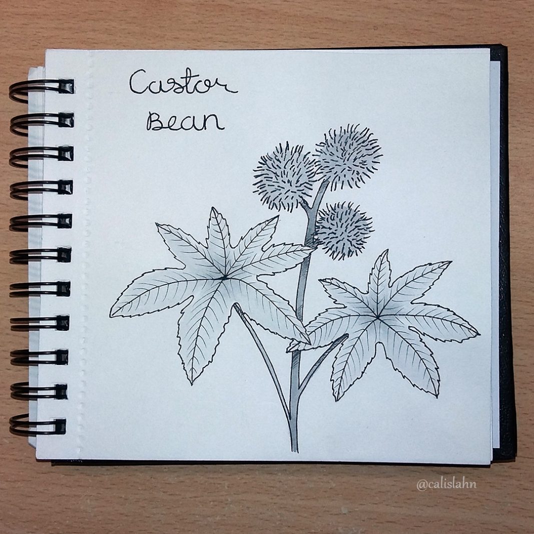 Bloomtober Day 29 - Castor Bean by Calislahn