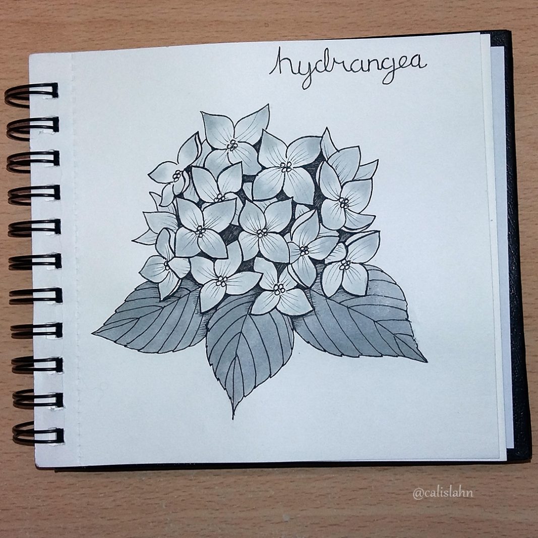 Bloomtober Day 30 - Hydrangea by Calislahn